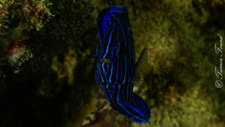 Blue AngelFish by Tamer Fouad 