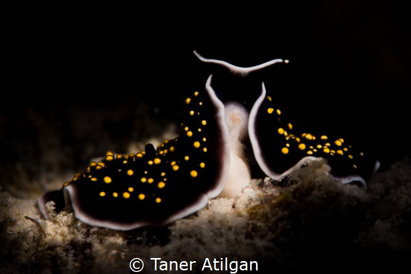 Count Dracula (: While I was shooting this nudi, suddenly... by Taner Atilgan 