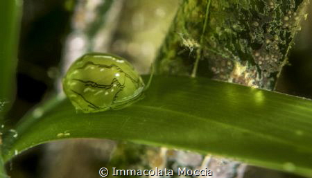 Smaragdia virdis on posidonia oceanica by Immacolata Moccia 