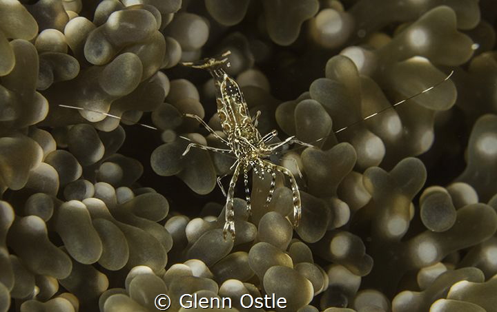Small shrimp on a brown anemone. by Glenn Ostle 