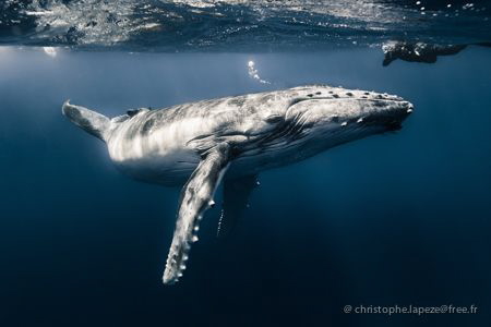 Whale calf posing by Christophe Lapeze 