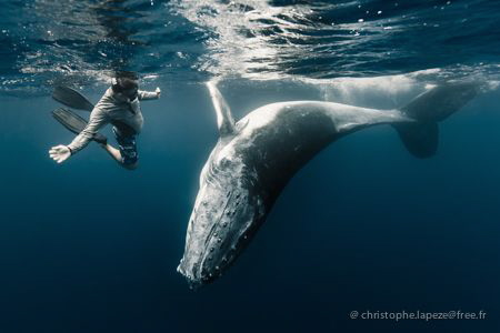 Whale calf ballet by Christophe Lapeze 