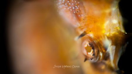 a sea horse, shot using RRM. 
I used a 60mm to obtain a ... by Joseph Crowe 