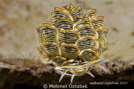 Butterfly Seaslug by Mehmet Öztabak 