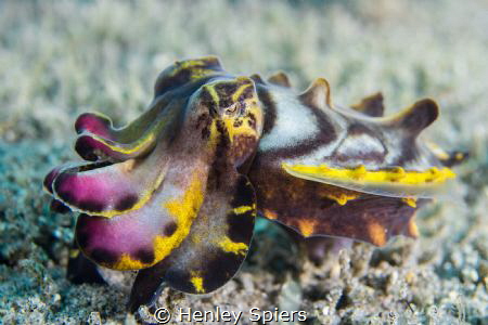 Flamboyant Benthos by Henley Spiers 