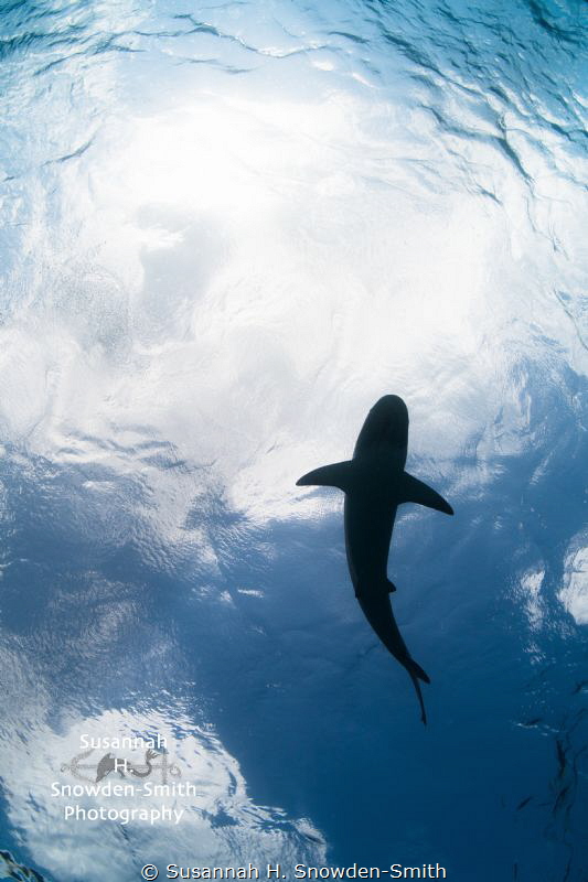 "Shark In The Sky"
A Caribbean reef shark is silhouetted... by Susannah H. Snowden-Smith 