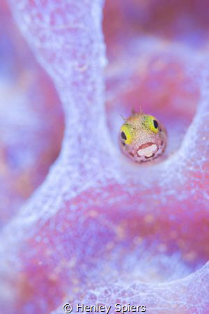 Blenny on Purple by Henley Spiers 