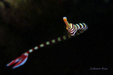 Banded pipefish by Julian Hsu 