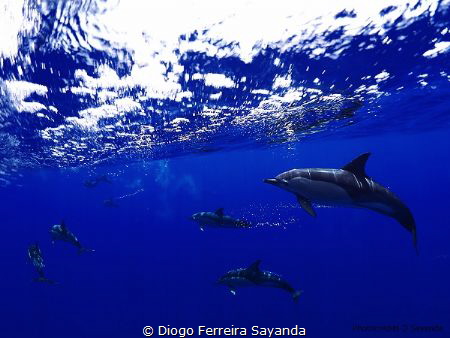 Dolphin frenzy. by Diogo Ferreira Sayanda 