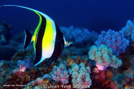 Angel fish . Grand Baie Mauritius by Jean-Yves Bignoux 