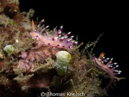 Some beautiful nudibranches. Photo taken at Lembeh Strait. by Thomas Kneisch 