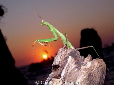 Mantidae
Topside lucky sunset photo from my diving cente... by Cumhur Gedikoglu 