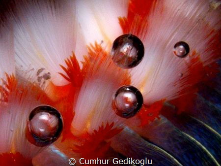 Hermodice carunculata
Rhythm of the bubbles by Cumhur Gedikoglu 