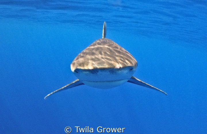 Up close and personal
Longimanus by Twila Grower 