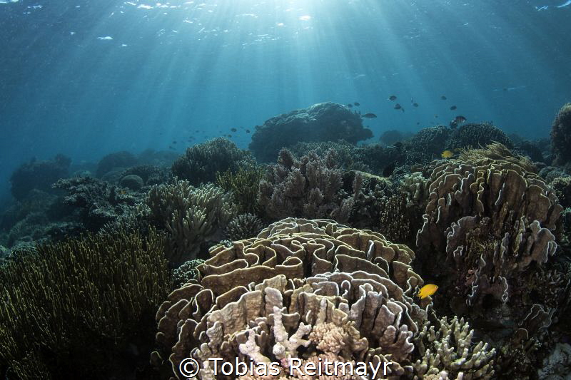 Reef scene at Tetawa Besar, Komodo by Tobias Reitmayr 