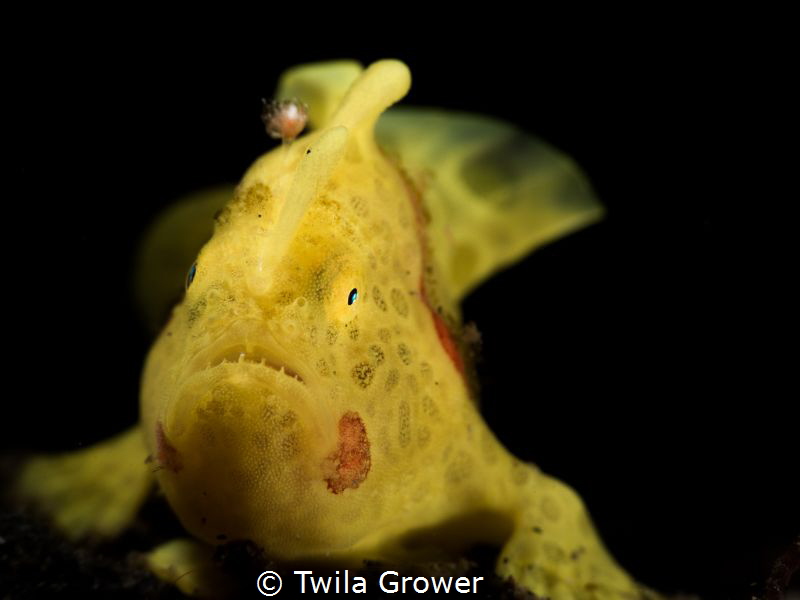 Painted frogfish in Lembeh by Twila Grower 