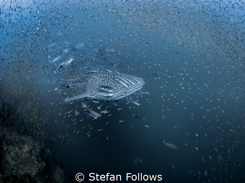 Sneaky
Whale Shark - Rhincodon typus
Sail Rock, Thailand by Stefan Follows 