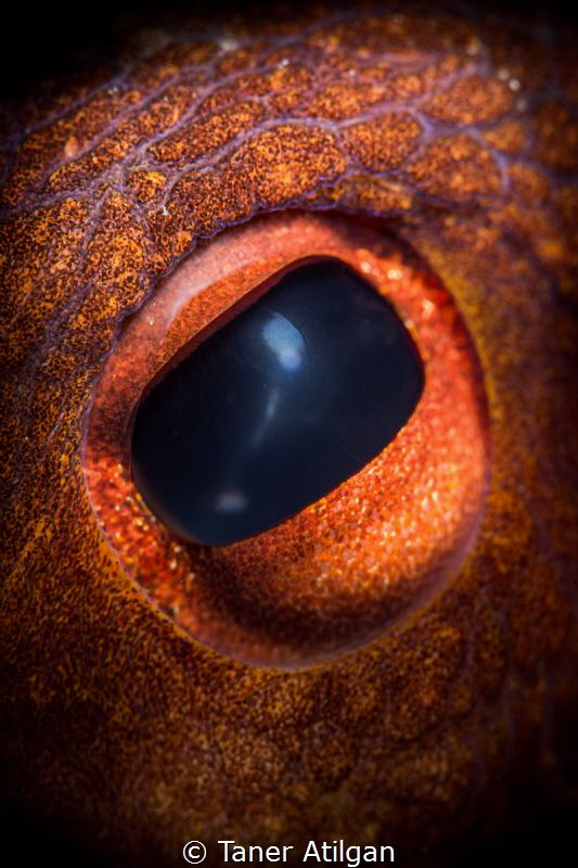 octopus eye by Taner Atilgan 