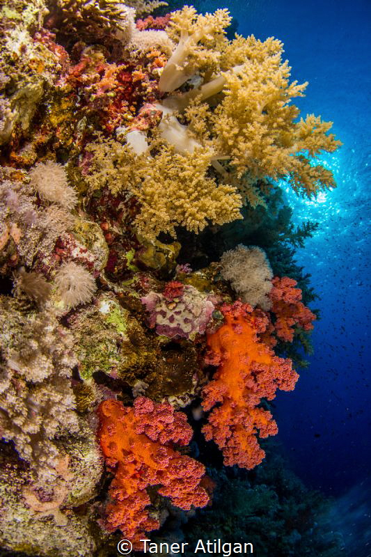 Soft corals of Red Sea by Taner Atilgan 