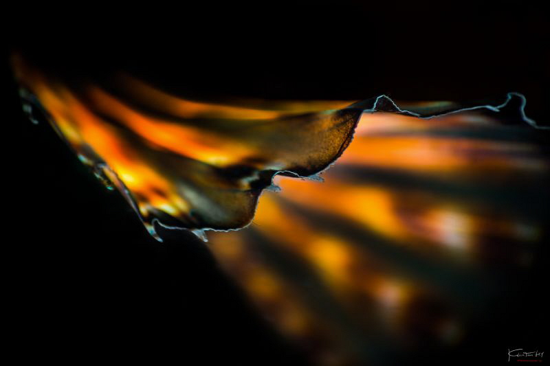 Wings (Lionfish abstract) by Kelvin H.y. Tan 