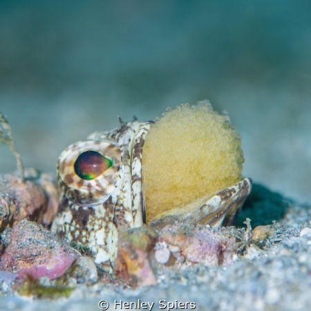 Do the Jawfish Shuffle by Henley Spiers 
