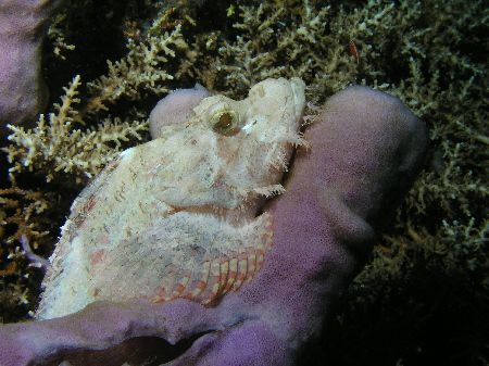 "White Scorpion" The Tube Sponge that the Scorpion Fish w... by Damien Preston 