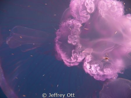 I took my camera and shoved it right up the jellyfish and... by Jeffrey Ott 
