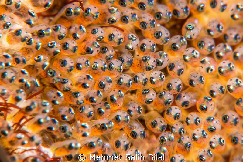 Clownfish embryogenesis. by Mehmet Salih Bilal 