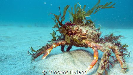 Decorated Spider Crab at Wild Derrynane by Vincent Hyland 