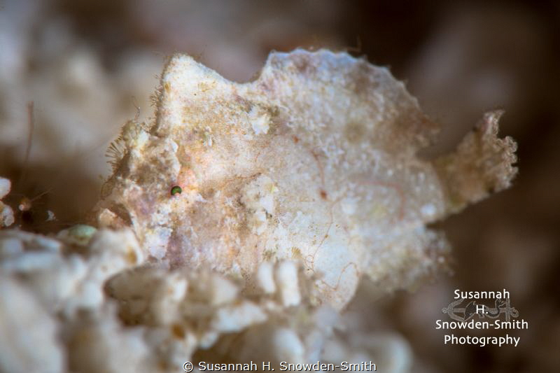 "A Fantastic Find!"

A dwarf frogfish on Grand Cayman. ... by Susannah H. Snowden-Smith 