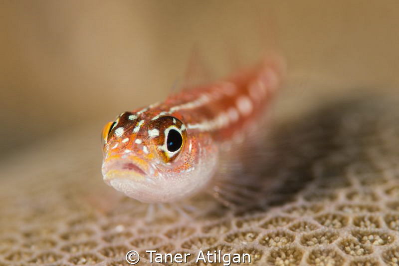 Goby on coral by Taner Atilgan 