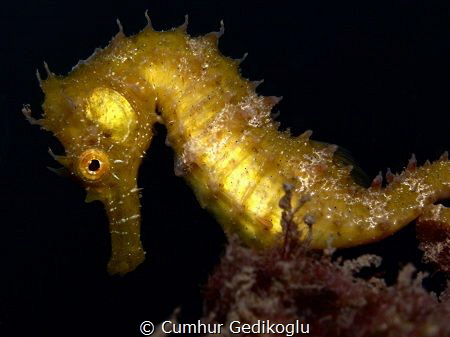 Hippocampus hippocampus
Short-snouted seahorse by Cumhur Gedikoglu 