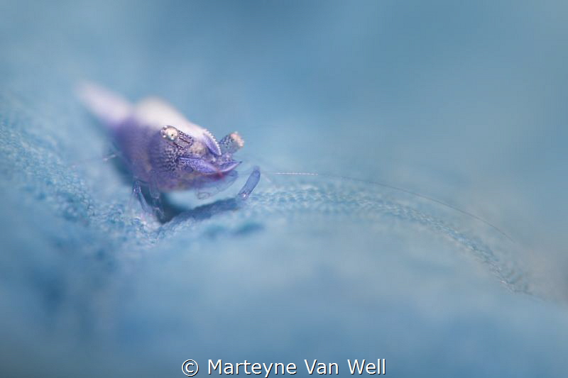 A sea star shrimp on a baby blue sea star by Marteyne Van Well 