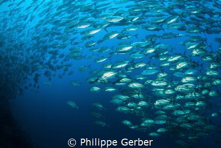 A lot of bigeye trevally (+3000) came out nowhere and pas... by Philippe Gerber 