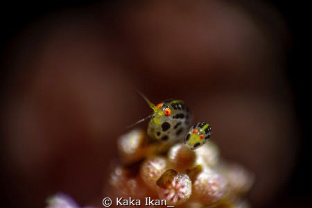 Lady Bug's by Kaka Ikan_ 