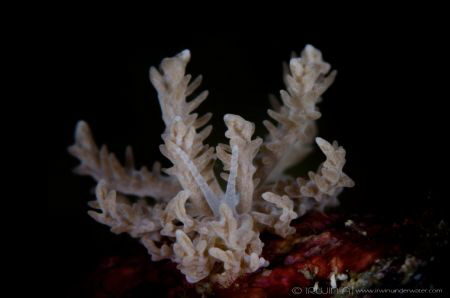 A L I E N
Nudibranch (Phyllodesmium pinnatum)
Anilao, P... by Irwin Ang 