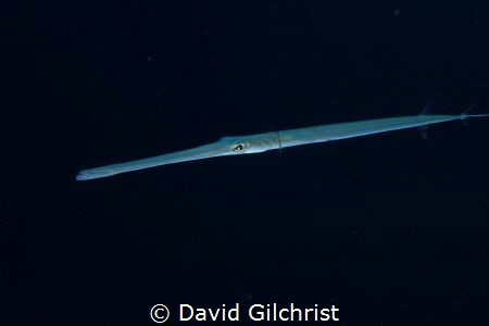 A coronetfish glides out of the gloom in the Red Sea,Egypt by David Gilchrist 