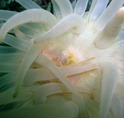 Candy strip shrimp in anemone. San Juan Islands, Puget so... by Timothy Lamb 