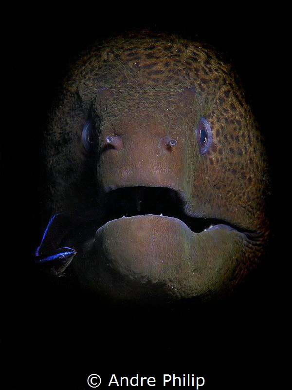 "Relaxed moment" :-D - Giant moray while cleaning by a cl... by Andre Philip 