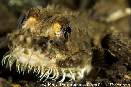 Northern Spearnose Poacher! 100mm Macro +5 Diopter I love... by Marc Damant 