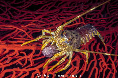 What crayfish eat by Peet J Van Eeden 