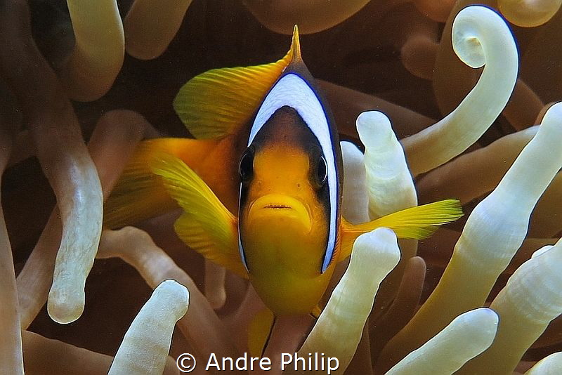 Red Sea´s Nemo - the two-banded anemonefish by Andre Philip 