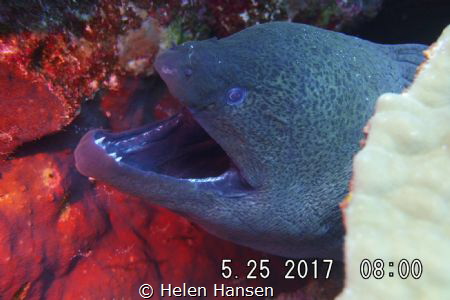 Beautiful Moral Eel with character by Helen Hansen 