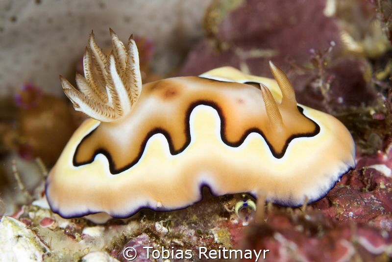 Chromodoris coi nudibranch, Pengah Kecil, Komodo NP by Tobias Reitmayr 