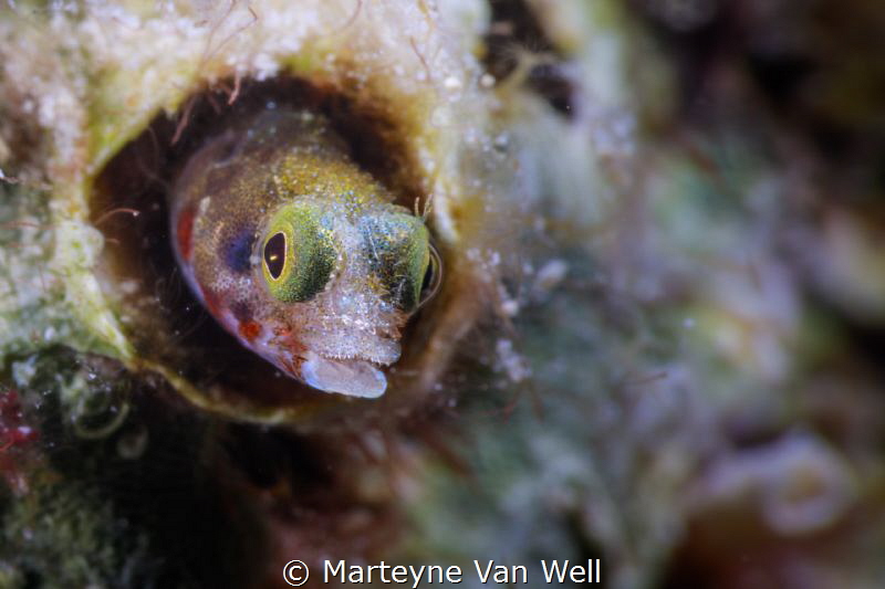 A curious blenny peaking its head out of a hard coral by Marteyne Van Well 
