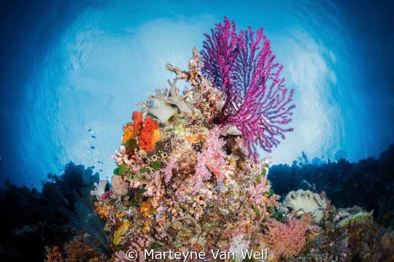 Seascape of a Wakatobi reef by Marteyne Van Well 