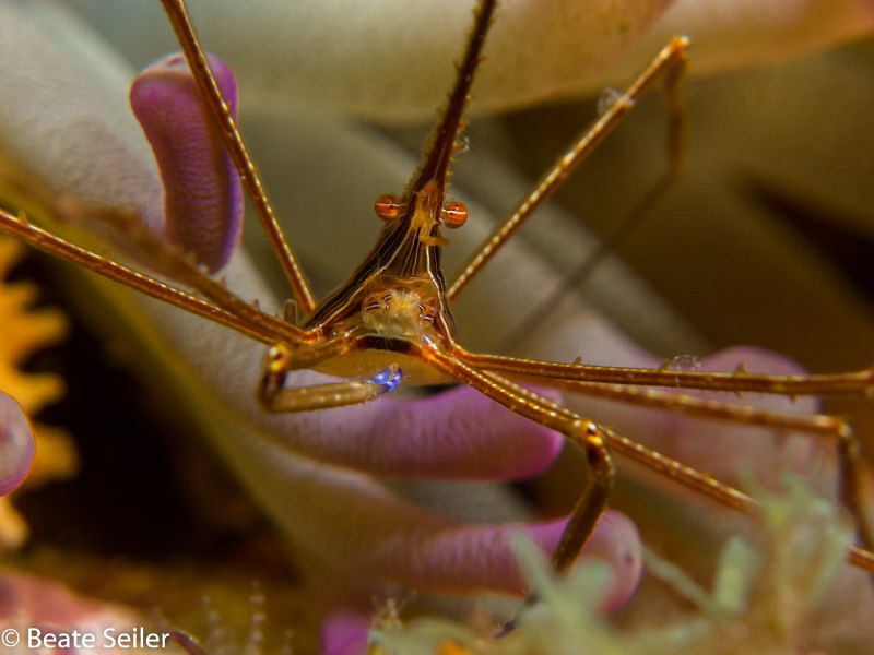 Arrow Crab by Beate Seiler 