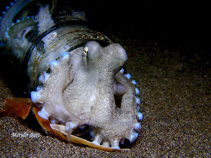 Coconut octopus living in it's bottle, with his shell to ... by Marylin Batt 
