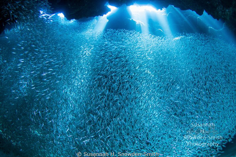 "Silver Pool"
The silversides are back!
Sunlight stream... by Susannah H. Snowden-Smith 