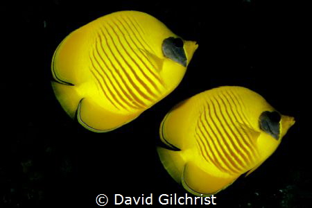 A pair of  Masked Butterflyfish in the Red Sea,Egypt by David Gilchrist 